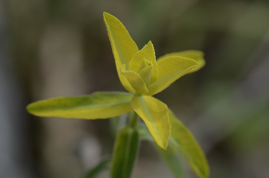 Germoglio giallo  da id. - Euforbia cfr. brittingeri